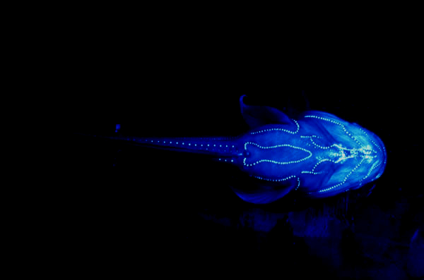 Glowing Fish